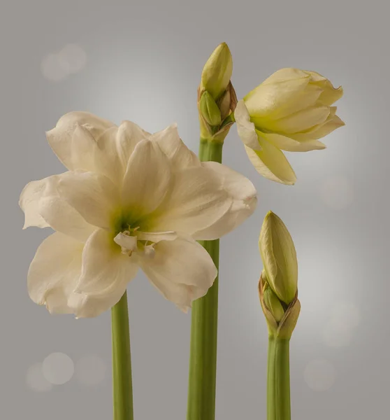 Három Lábbeli Rügyekkel Virágzó Fehér Dupla Hippeastrum Virágokkal Amaryllis Szürke — Stock Fotó