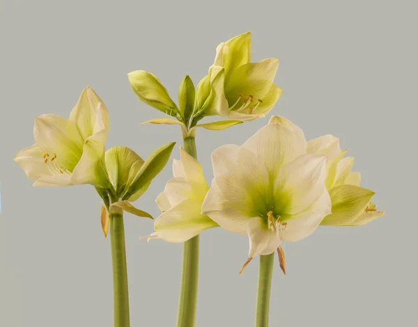 Hippeastrum Crémeux Fleurs Amaryllis Groupe Galaxy Sibérie Sur Fond Gris — Photo