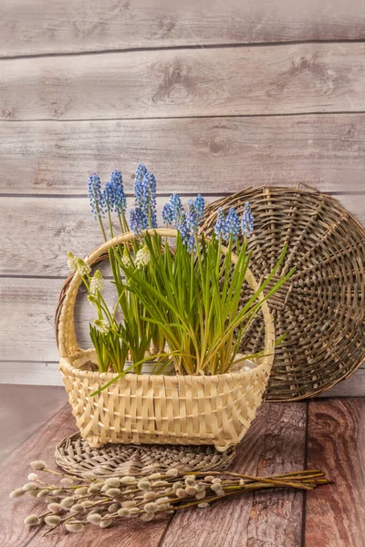 Blooming Blue White Muscari Grape Hyacinth Flowers Basket Willow Branches — Stock Photo, Image