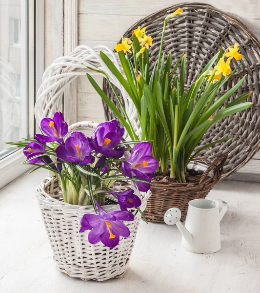 Blühende Frühlingszwiebelblumen Fenster Erzwungene Blüte Von Krokussen Narzissen Hyazinthen Für — Stockfoto