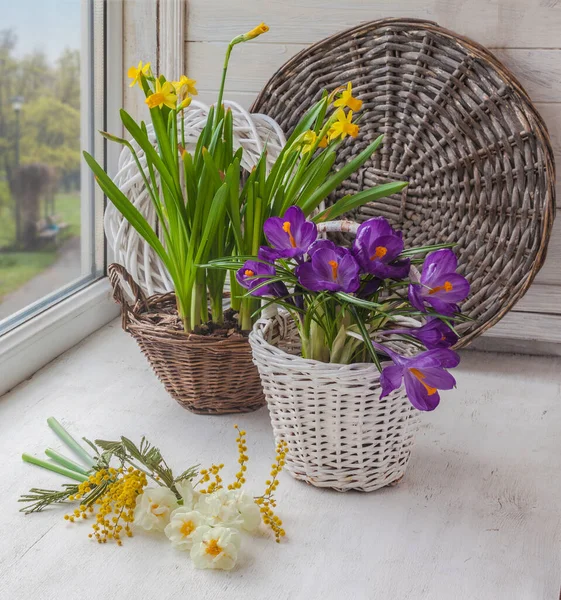 Blooming Spring Bulbous Flowers Window Forced Flowering Crocuses Daffodils Holiday — Stock Photo, Image