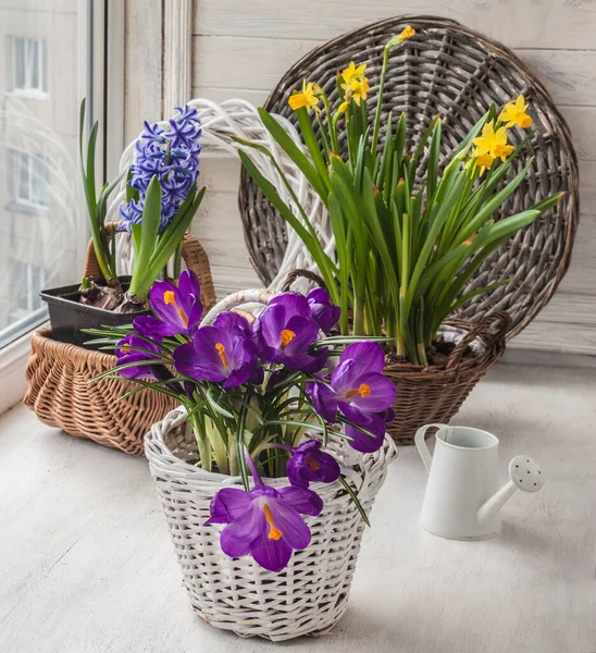 窓には春に球根の花を咲かせます ポットでの休日のためのクロッカス ダフォジル ヒヤシンスの強制開花 — ストック写真