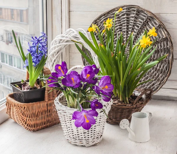 Blooming Spring Bulbous Flowers Window Forced Flowering Crocuses Daffodils Hyacinths — Stock Photo, Image