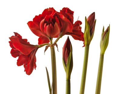 Blooming Hippeastrum (amaryllis) 