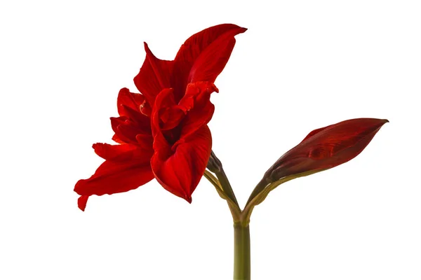 Blooming Hippeastrum Amaryllis Red Torro Galaxy Double Group White Background — Stock Photo, Image