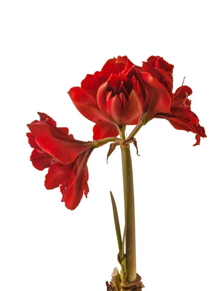 Blooming Hippeastrum Amaryllis Red Torro Galaxy Double Group White Background — Stock Photo, Image