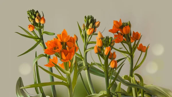 灰色の背景にオレンジ色のOrnithogalum DubiumまたはStar ベツレヘムを咲かせます — ストック写真