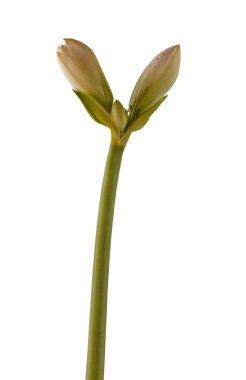 Bud Hippeastrum (amarillis) Çift Galaksi Grp 