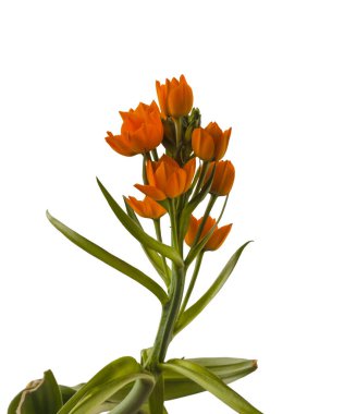 Sarı Ornithogalum Dubium ya da Beytüllahim Yıldızı beyaz arka planda izole edilmiş.