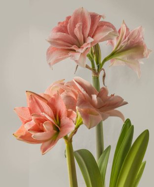 Gri arka planda bulunan Blooming Hippeastrum (amaryllis) Çift Galaxy Grp 'Pembe Zafer.