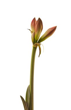 Beyaz arka planda Bud kremalı ve kırmızı hipopotam (amaryllis) Galaksi Grubu 