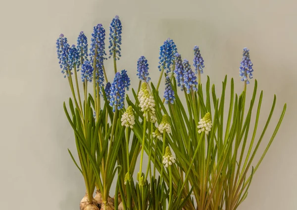 Blommande Vackra Muscari Blommor Grå Bakgrund Muscari Eller Druva Hyacint — Stockfoto
