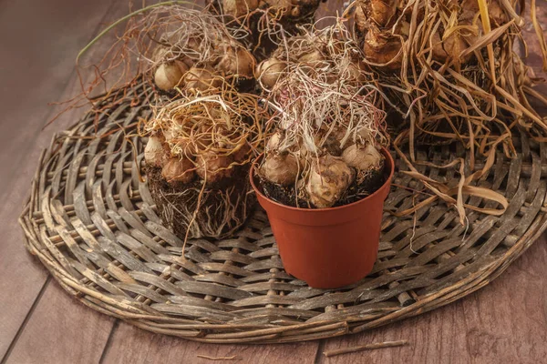 Muscari Zwiebeln Töpfen Ende Der Vegetationsperiode Nach Beschleunigter Zwangsblüte Auf — Stockfoto