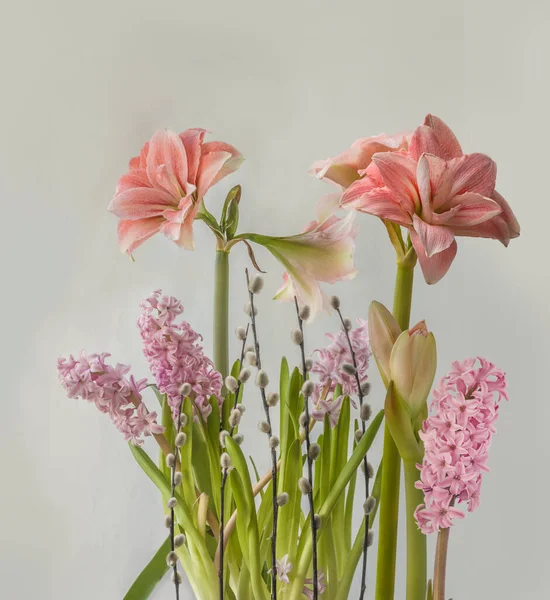 Bloeiende Hippeastrum Amaryllis Double Galaxy Grp Pink Glory Hyacinten Met — Stockfoto