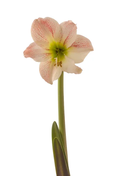 Bloom Creamy Red Hippeastrum Amaryllis Galaxy Group Apple Blossom White — Stock Photo, Image