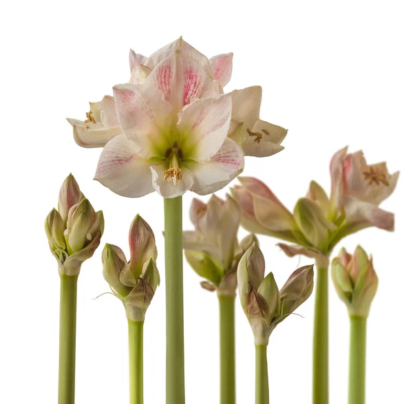 Blooming Hippeastrum Amaryllis Cherry Blossom Flower Background Peduncles Buds White — Stock Photo, Image