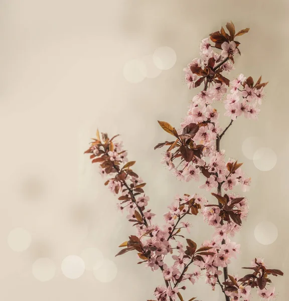 梅の花の枝を持つカレンダーバナーの春の背景 灰色の背景に装飾的な梅の枝 テキストの場所 — ストック写真