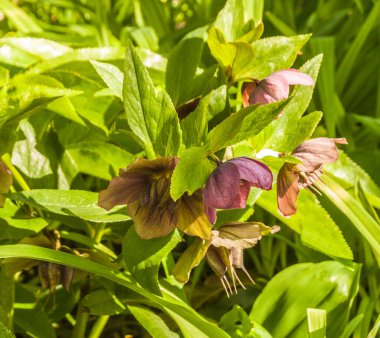 Hellebore Orientalis çiçekleri veya Noel gülü veya baharın sonlarında bahçede Lenten gülü. Tomurcuklar, çözülmüş çiçekler ve karayipli tohum yumurtalıkları..