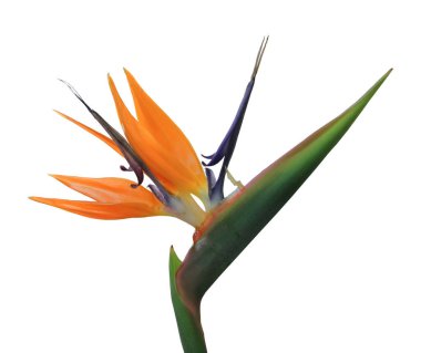 Strelitzia Reginae 'nin egzotik tropikal çiçeği ya da beyaz üzerine izole edilmiş cennet kuşu.