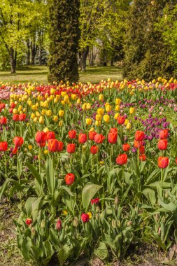 Güneşli bir bahar gününde Kyiv parkında açan laleler