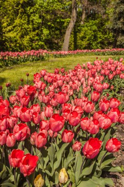 Kyiv 'deki bir parktaki ağaçların arka planında açan laleler