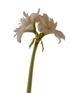 Bud Hippeastrum (amarillis) Çift Galaksi Grp 