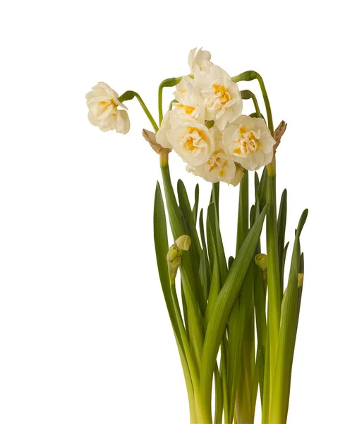 Blom Dubbel Vit Narcissus Påsklilja Brud Krona Vit Bakgrund Isolerad — Stockfoto