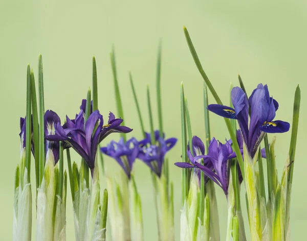 Iris Reticulata Iridodictyum Blommar Grã Bakgrund Blomstergräns — Stockfoto