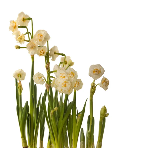 Квітка Подвійний Білий Нарцис Дафродил Корона Нареченої Білому Тлі Ізольовані — стокове фото