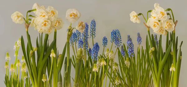 Double white daffodil Bridal Crown  and muscari  (grape hyacinth) blooming   on a gray background. Flower spring  border