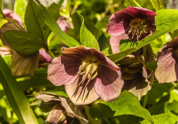 Flowers of hellebore orientalis or Christmas rose or Lenten rose in the garden in late spring. Buds, unraveled flowers and fruit boxes of hellebore seed ovaries.