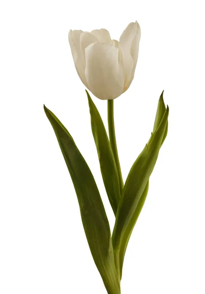Tulipano Bianco Fiorito Sfondo Bianco Isolato — Foto Stock