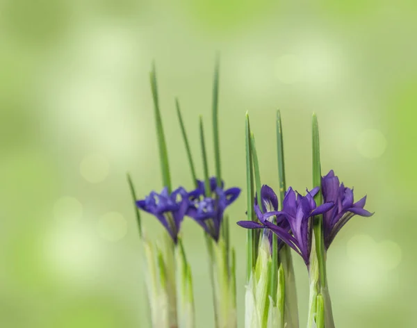 Iris Reticulata Iridodictyum Blomma Rabatten Lågt Skärpedjup — Stockfoto
