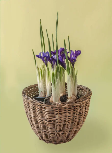 Ris Reticulata Iridodictyum Yeşil Arka Planda Sepetin Üzerinde Çiçek Açar — Stok fotoğraf