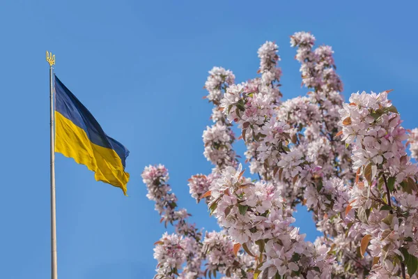 Bandeira Voadora Ucrânia Com Tridente Céu Azul Símbolos Estatais Ucrânia — Fotografia de Stock