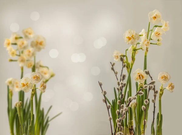 灰色の背景に二重の白い水仙のブライダルクラウンと柳の枝を開花させます バナー カレンダーの休日の春の背景 — ストック写真