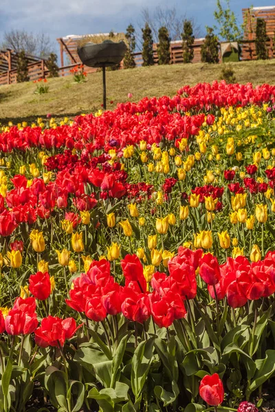 Blommande Röda Och Gula Tulpaner Parken Kiev Solig Vårdag — Stockfoto