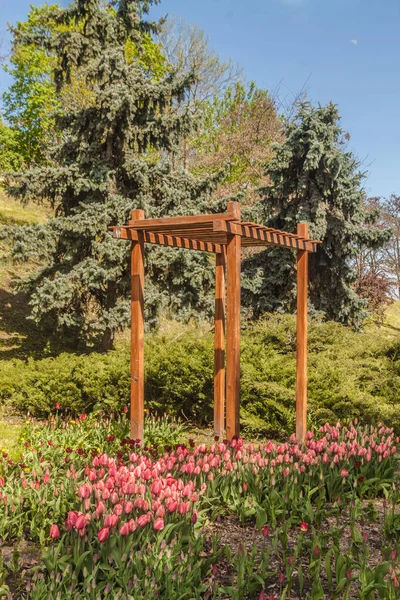 Vårpark Med Blommande Rosa Tulpaner Nära Trädgårdsbågen Kiev — Stockfoto