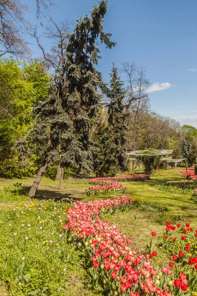 Blooming Tulips Background Trees Park Kyiv — Stock Photo, Image