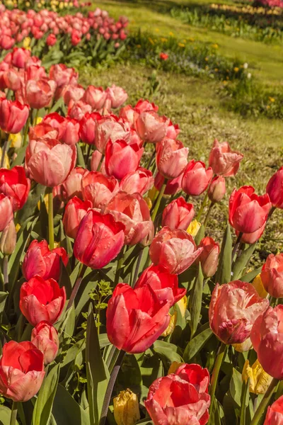 Blommande Tulpaner Bakgrunden Gräsmatta Park Kiev — Stockfoto