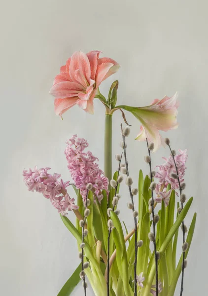Virágzó Hippeastrum Amaryllis Dupla Galaxy Grp Rózsaszín Dicsőség Jácintok Fűzfa — Stock Fotó
