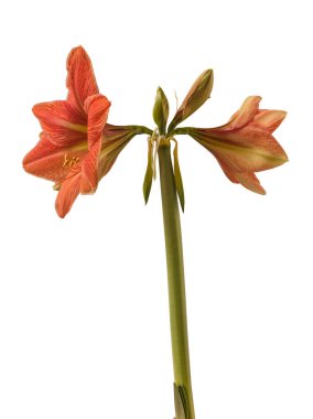 Beyaz arka planda gelişen hippeastrum (amarillis) Galaksi Grubu 