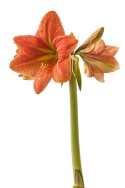 Beyaz arka planda gelişen hippeastrum (amarillis) Galaksi Grubu 