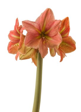 Beyaz arka planda gelişen hipotestrum (amaryllis) Galaksi Grubu 