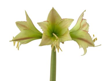 Çiçekli hippeastrum (amaryllis) Sarı-kırmızı Elmas Grubu 