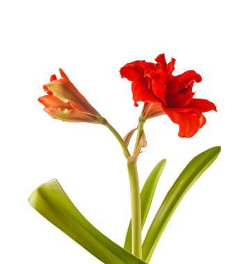Çiçek açan kırmızı Hippeastrum (amarillis) 