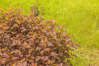 Dokuzuncu yaprak kabuğunun renkli doğal arkaplanı. Physocarpus opulifolius, sık görülen dokuz ağaç kabuğu, genç yeşil çimlerin arka planına karşı doğu havlaması. Peyzaj tasarımında renk