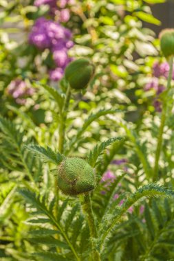 Mayısın güneşli bir gününde çiçek açan leylakların arka planına (Papaver orientale) karşı çiçek açan doğulu gelincik tomurcuğundan önce