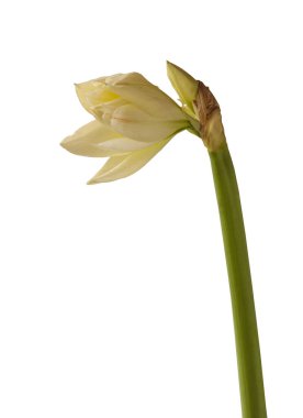 Beyaz arka planda tomurcukları ve çiçek açan beyaz çift hipotezli (amaryllis) 