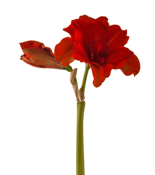 Hippeastrum Rouge Fleurs Amaryllis Nymphe Rouge Grand Groupe Double Sur — Photo